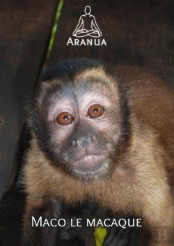 Bertrand.pt - Maco Le Macaque