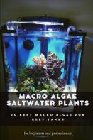 Macro Algae Saltwater Plants