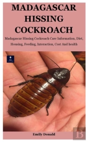 Madagascar Hissing Cockroach