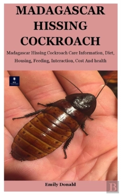 Bertrand.pt - Madagascar Hissing Cockroach