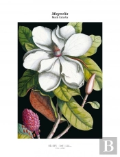 Magnolia