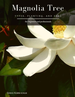 Bertrand.pt - Magnolia Tree