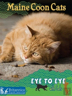 Bertrand.pt - Maine Coon Cats