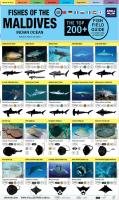 Maldives Fish Field Guide ''Top 200+''
