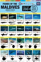 Maldives Fish Field Guide ''Top 200+''