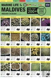 Maldives Marine Life Field Guide