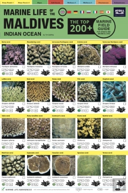 Bertrand.pt - Maldives Marine Life Field Guide