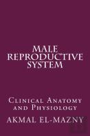 Male Reproductive System