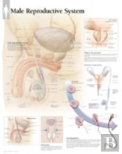 Male Reproductive System Chart