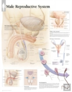Bertrand.pt - Male Reproductive System Chart
