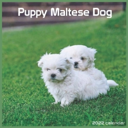 Bertrand.pt - Maltese Dog Puppy 2022 Calendar