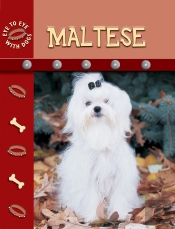 Maltese