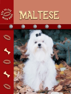 Bertrand.pt - Maltese