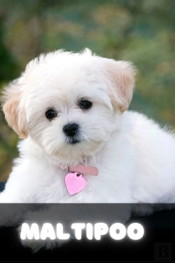 Bertrand.pt - Maltipoo