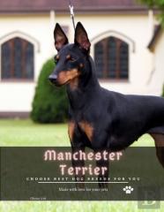 Manchester Terrier