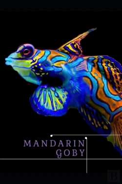 Bertrand.pt - Mandarin Goby