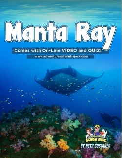 Bertrand.pt - Manta Ray