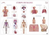 Mapa do Corpo Humano (111,5 x 80,5 cm) - Folha Plastificada