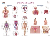 Mapa do Corpo Humano (111,5 x 80,5 cm) - Plastificado de Parede