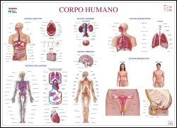 Bertrand.pt - Mapa do Corpo Humano (111,5 x 80,5 cm) - Plastificado de Parede