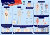 Mapa do Corpo Humano