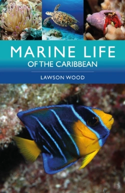 Bertrand.pt - Marine Life Of The Caribbean