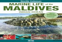 Marine Life Of The Maldives - Indian Ocean