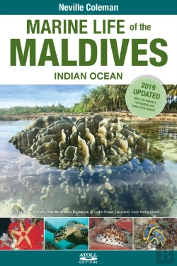 Bertrand.pt - Marine Life Of The Maldives - Indian Ocean