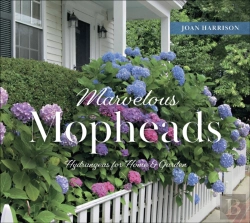 Bertrand.pt - Marvelous Mopheads
