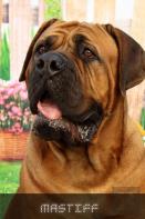 Mastiff