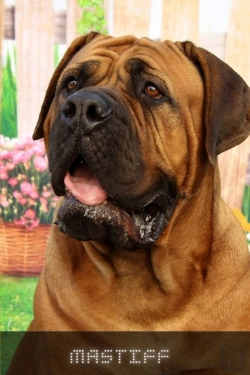 Bertrand.pt - Mastiff