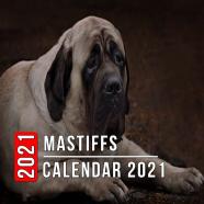 Mastiffs Calendar 2021