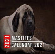 Mastiffs Calendar 2021