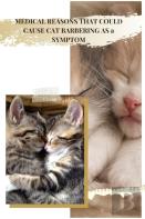Medical Reasons That Could Cause Cat Barbering As ÃÂ° Symptom