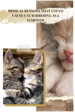Bertrand.pt - Medical Reasons That Could Cause Cat Barbering As ÃÂ° Symptom