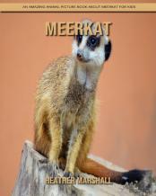 Meerkat