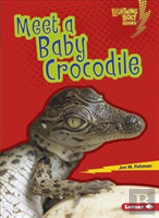 Meet A Baby Crocodile