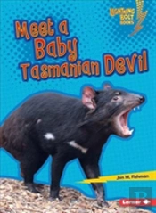 Meet A Baby Tasmanian Devil