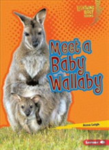 Meet A Baby Wallaby