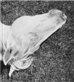 Bertrand.pt - Megalith Still