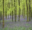 Memo Block - Bluebells