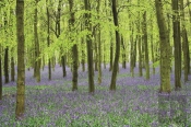 Memo Block - Bluebells