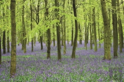 Bertrand.pt - Memo Block - Bluebells
