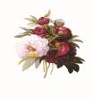 Memo Block: Redoute Peony