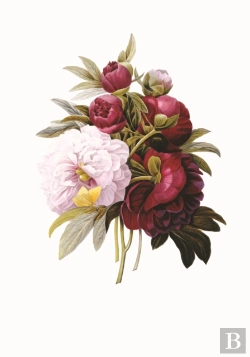 Bertrand.pt - Memo Block: Redoute Peony