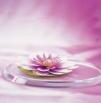 Memo Block Waterlily