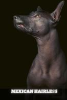 Mexican Hairless