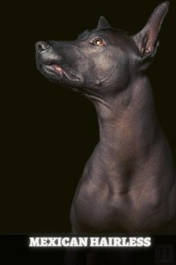 Bertrand.pt - Mexican Hairless