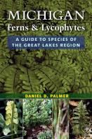 Michigan Ferns And Lycophytes
