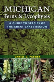 Michigan Ferns And Lycophytes